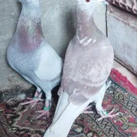 کبوتر
