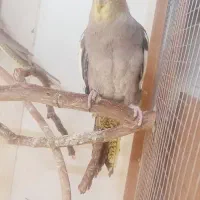 عروس هلندی آهویی ماده