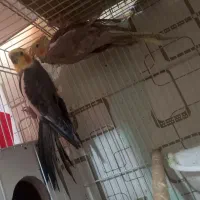 جفت کارداده عروس هلندی
