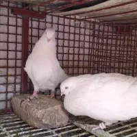 کبوتر چشم زرد