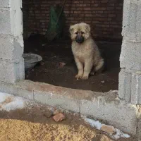 توله سرابی مو بلند