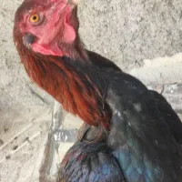 خروس لاری جوان