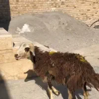 ماده داشتی