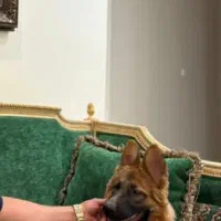 ژرمن خالص، بسیار مهربان ،خانگی و باهوش