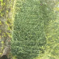 یونجه سبز و خشک