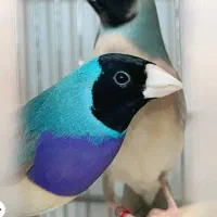 انواع فنچ خاص