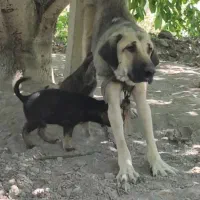 ماده پژدر از نسل ابی علی سلیمان 3ساله
