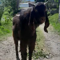 فروش یک راس بز نر اصیل پاکستانی