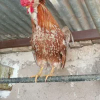 کفتر. خروس سلطان