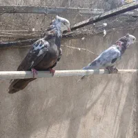 کفتر
