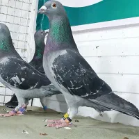 کبوتر پلاکی 2 جفت توضیحات را بخونید