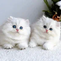 مهد بچه گربه های لاکچری