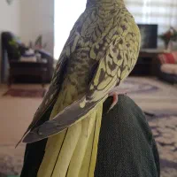 عروس هلندی