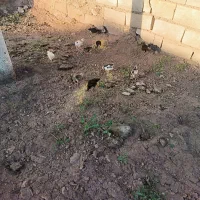 36 عدد جوجه کردی اصل وگلین سالم واکسن خورده