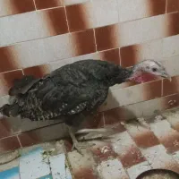 بوقلمو