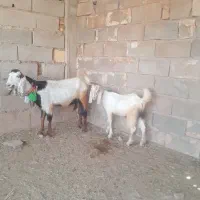 باسلام یک عدد بز ویک عدد بیگ