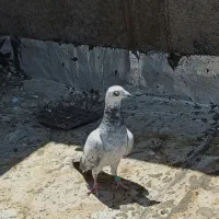 سوسکی سبز