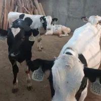 فروش 150راس گوساله نر مستقیم از گاوداری
