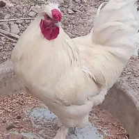 خروس ابریشمی زیبا