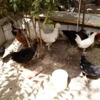 مرغ خورس بومی