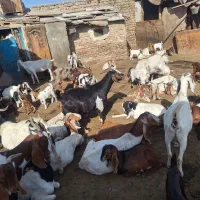 شیر بز موجود است