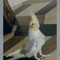 عروس هلندی 1 ساله ماده