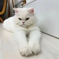 پرشین کت نر