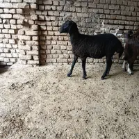 طوقلی ابستن