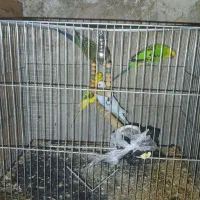 مرغ عشق
