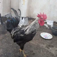 خروس پاپر مشکی جوان اصیل