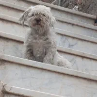سگ پا کوتاه ماده(فقط تماس پاسخگو هستم)