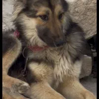 سگ گمشده