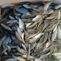 بچه ماهی آمور وارداتی امسالی رسید