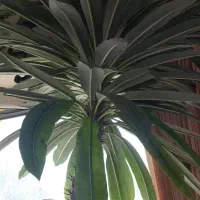 نخل ماداگاسکار