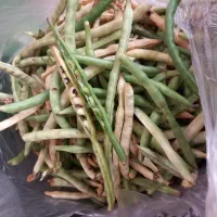 لوبیا تازه چیده