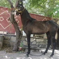 کره نریان کرد دو ساله