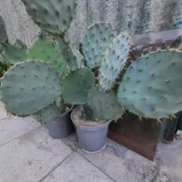 فروش گلدان کاکتوس آلوئه ورا