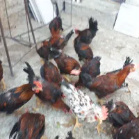 مرغ و خروس محلی مناسب سالم با پرکن رایگان
