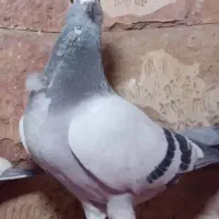 کبوتر مسافتی