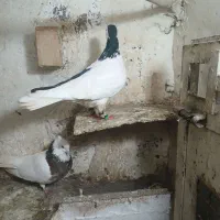 کفتر چپ سیاه و طوقی سرخ