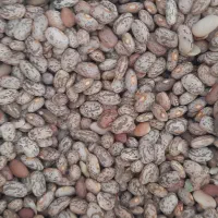 لوبیا چیتی