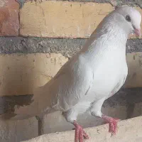 کفتر پرشی