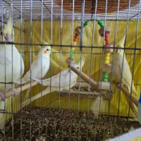باسلام دوتا عروس هلندی نره وماده برا فروش دارم