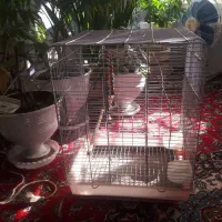 قفس|لوازم جانبی حیوانات|نیشابور, بنیاد شهید|دیوار