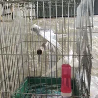 عروس هلندی جفت