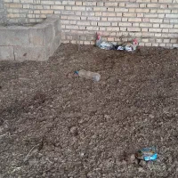 دوتا خروس سالموسرحال