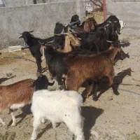 بز کهره دار