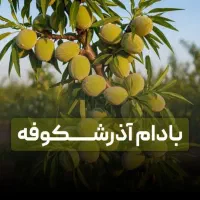 تولید نهال پیوندی انواع میوه