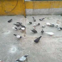 کبوتر غریب