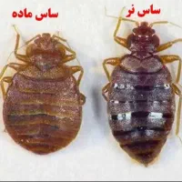 سم پاشی موریانه سوسک پشه ساس مورچه بید کنه کل حشرت